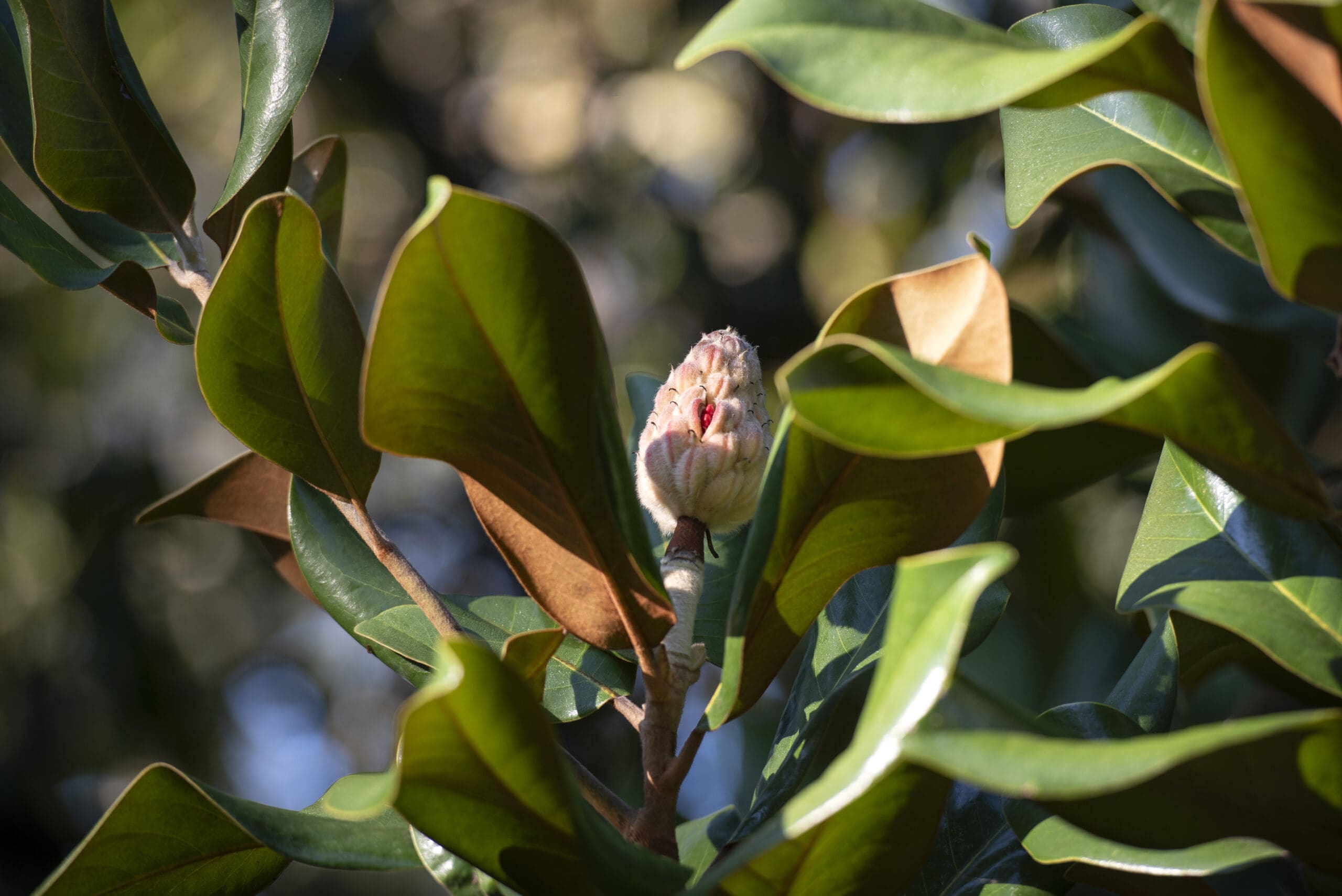 SonEdna 2025 DOYLE-7